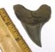 Aurora Parotodus benedeni Shark Tooth